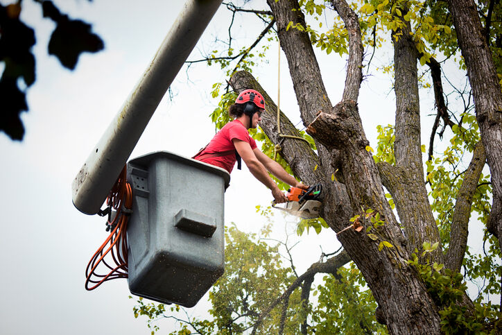Tree services by All Seasons Landscape