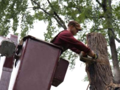 Tree services in Kannapolis by All Seasons Landscape